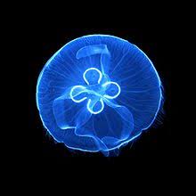 ACQUARIO PER MEDUSE JELLYFISH 250 TROPICALNATURE