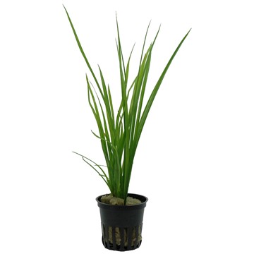 CYPERUS HELFERI