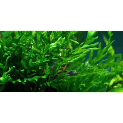 BOLBITIS HEUDELOTII TROPICA