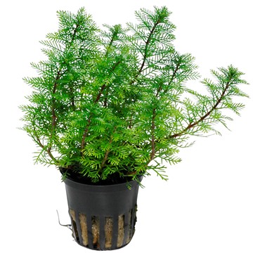 MYRIOPHYLLUM MATTOGROSSENSE