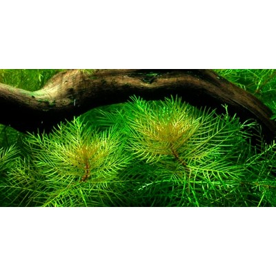 MYRIOPHYLLUM MATTOGROSSENSE