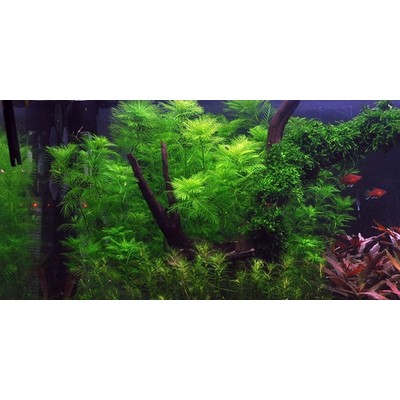 MYRIOPHYLLUM MATTOGROSSENSE