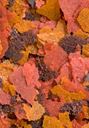BRINE SHRIMP PLUS FLAKES 34g