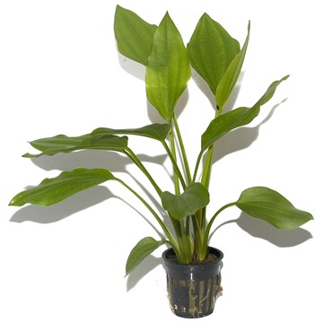ECHINODORUS PALIFOLIUS