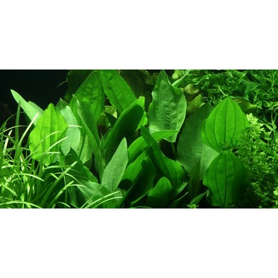 ECHINODORUS PALIFOLIUS