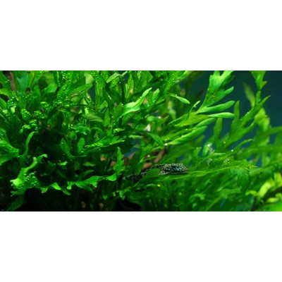 BOLBITIS HEUDELOTII on wood