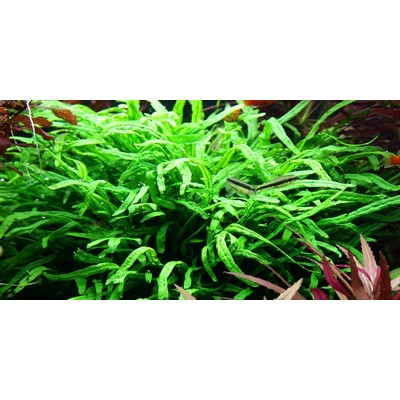 MICROSORUM PTEROPUS-Trident SU LEGNO TROPICA