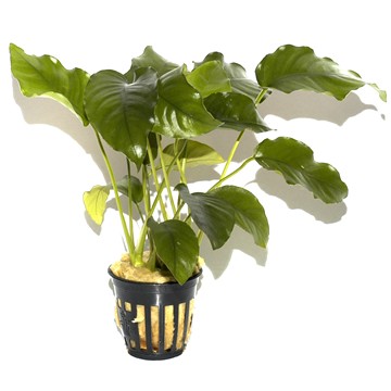 ANUBIAS BARTERI BARTERI