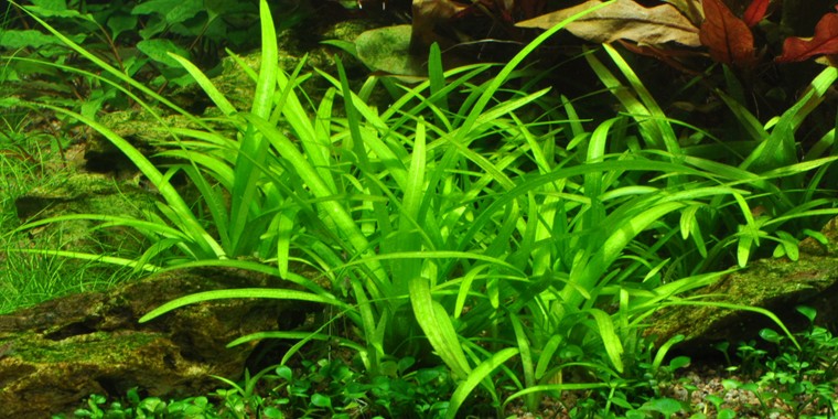 SAGITTARIA SUBULATA TROPICA