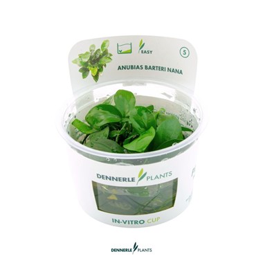 ANUBIAS BARTERI NANA
