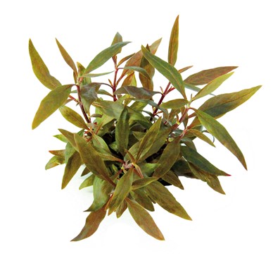 ALTERNANTHERA REINECKII MINI