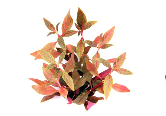 ALTERNANTHERA REINECKII RED RUBY