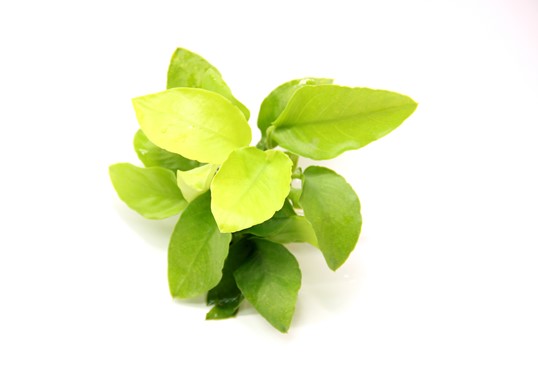 ANUBIAS NANA GOLD