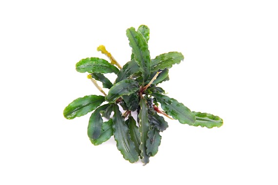BUCEPHALANDRA PYGMAEA BUKIT KELAM