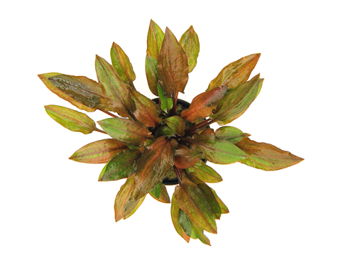 CRYPTOCORYNE WALKERI VAR.LEGROI