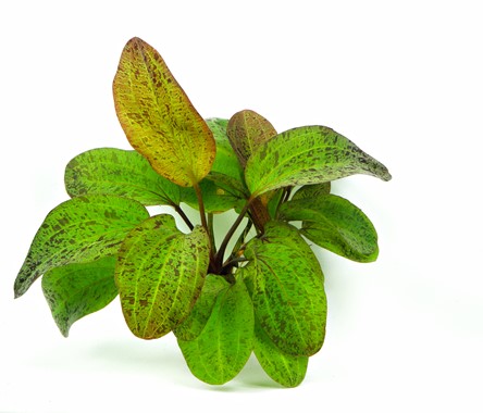 ECHINODORUS OZELOT