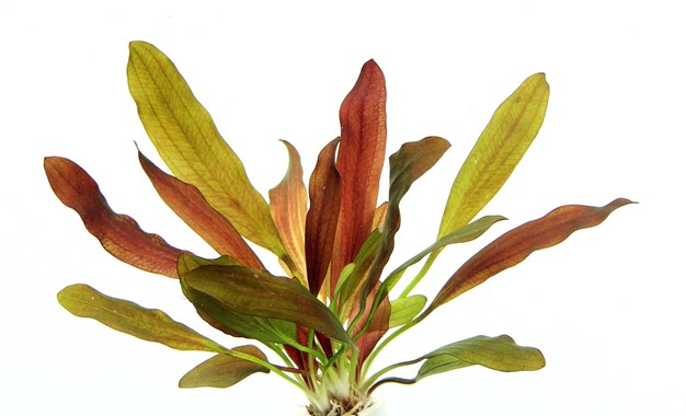 ECHINODORUS RED CHAMELEON