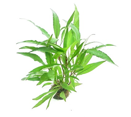 HYGROPHILA CORYMBOSA THAILAND