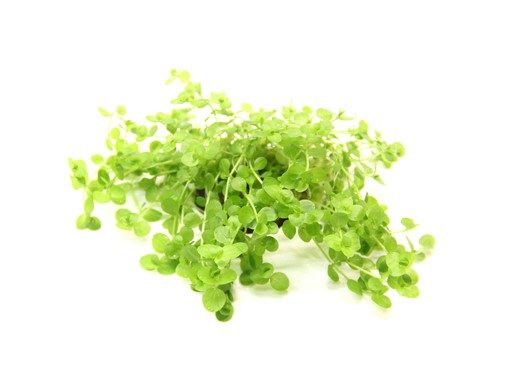 MICRANTHEMUM UMBROSUM