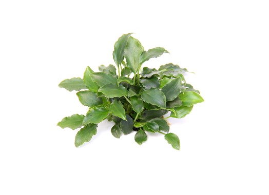 SCHISMATOGLOTTIS PRIETOI