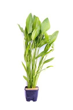 ECHINODORUS ARGENTINENSIS XL