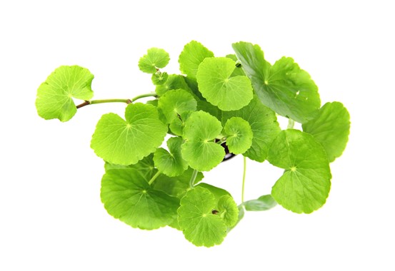 HYDROCOTYLE LEUCOCEPHALA XXL