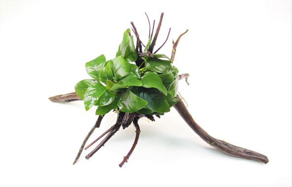 ANUBIAS BARTERI VAR. NANA su legno