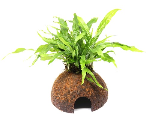 MICROSORUM PTEROPUS SU LEGNO