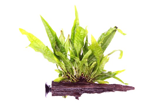 MICROSORUM PTEROPUS SU LEGNO