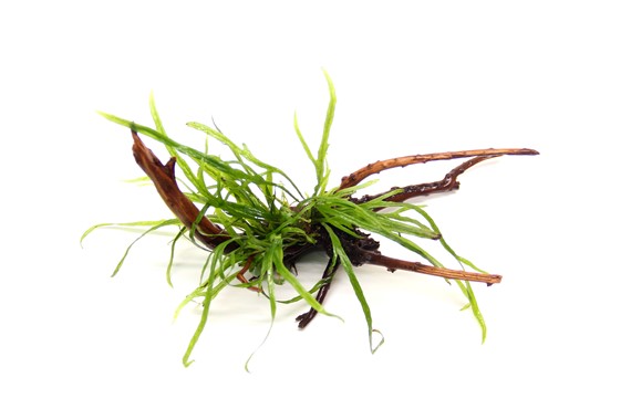 MICROSORUM PTEROPUS TRIDENT