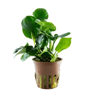 ANUBIAS BARTERI COIN LEAF