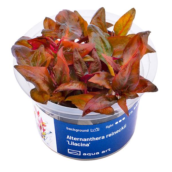 ALTERNANTHERA REINECKII LILACINA
