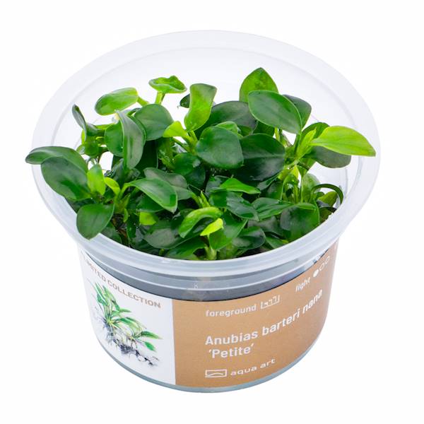 ANUBIAS BARTERI NANA PETITE