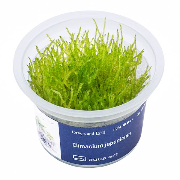 CLIMACIUM JAPONICUM