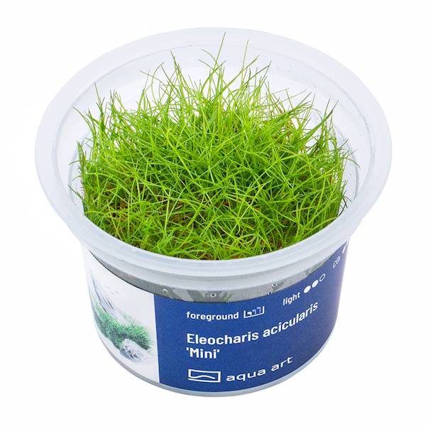 ELEOCHARIS PUSILLA