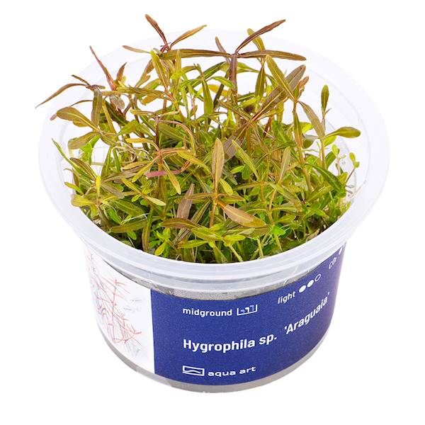 HYGROPHILA SP. ARAGUAIA