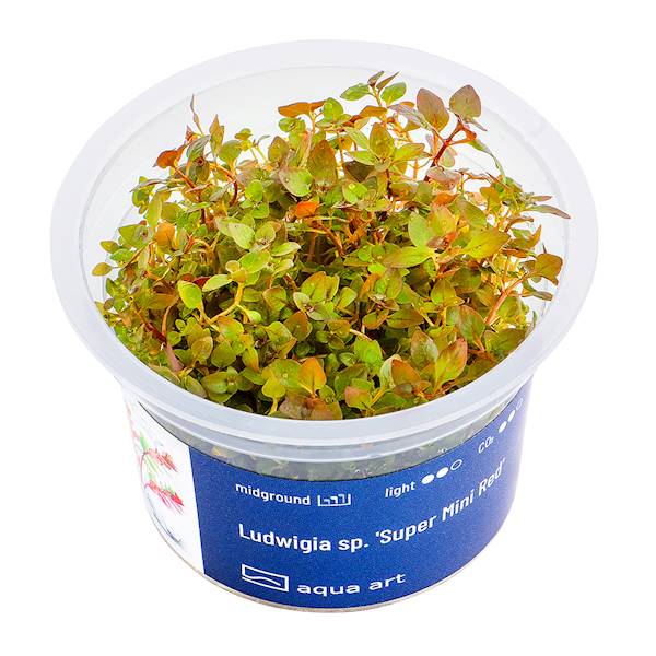 LUDWIGIA SP. SUPER MINI RED