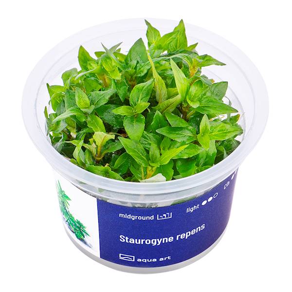 STAUROGYNE REPENS