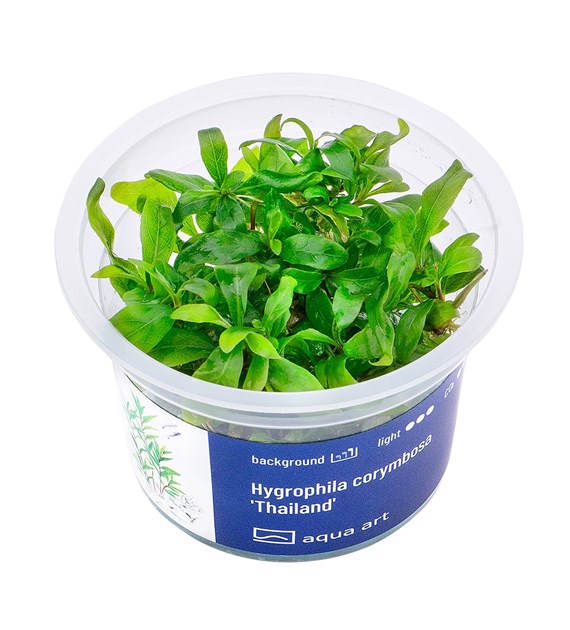 HYGROPHILA CORYMBOSA THAILANDIA    