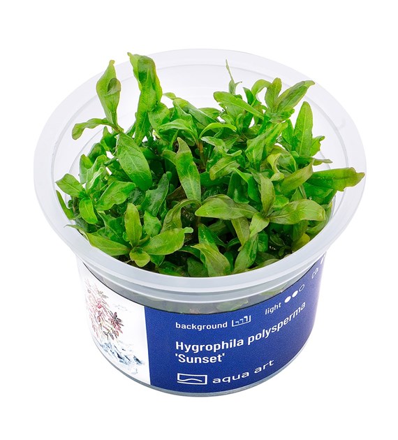 HYGROPHILA POLYSPERMA TRAMONTO