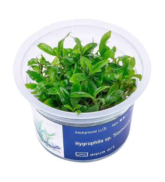 HYGROPHILA sp.SIAMENSIS