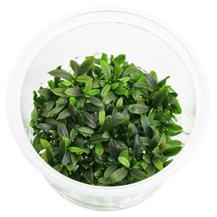 BUCEPHALANDRA sp. MAIA