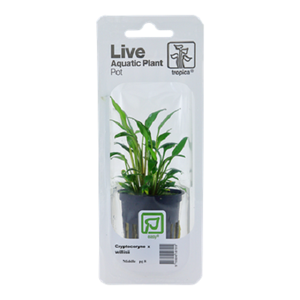 CRYPTOCORYNE x WILLISII