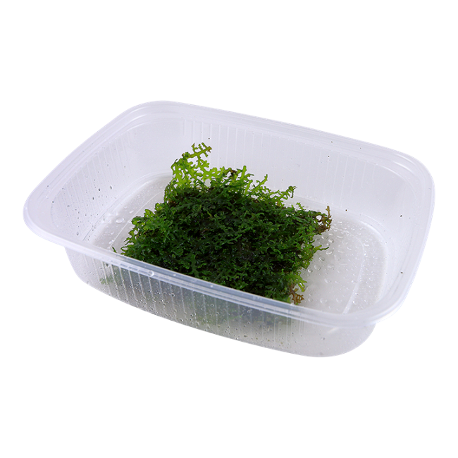 RICCARDIA CHAMEDRYFOLIA