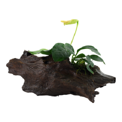 ANUBIAS BARTERI NANA su legno