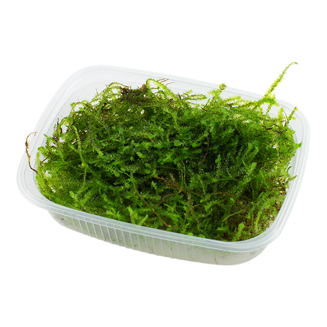TAXIPHYLLUM BARBIERI