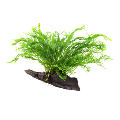 MICROSORUM PTEROPUS WINDELOW su legno