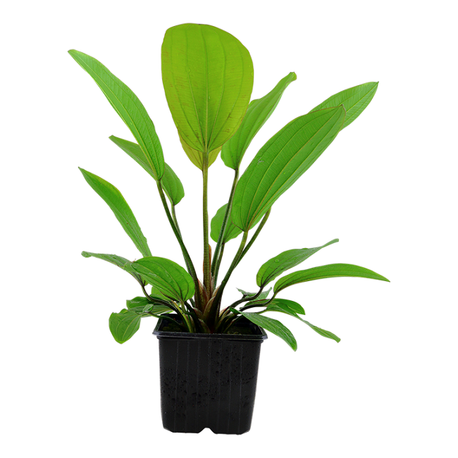 ECHINODORUS ROSE' XL