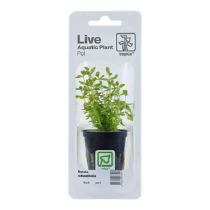 ROTALA ROTUNDIFOLIA