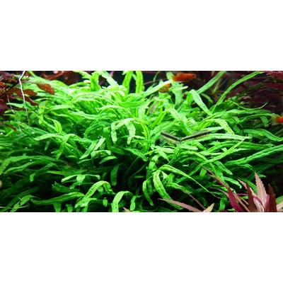 MICROSORUM PTEROPUS TRIDENT